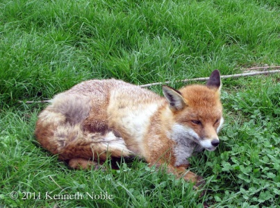 red fox (Vulpes vulpes) Kenneth Noble